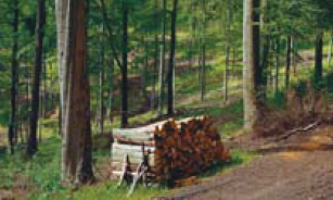 Countryside management dissertation