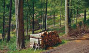 2-timber-countryside-management